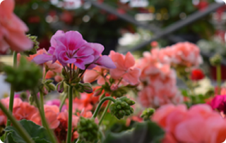 Geraniums: the show-stopping blossoms