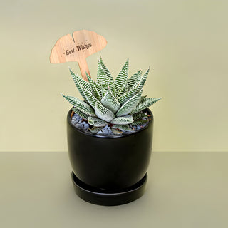 Succulent Haworthia Limifolia In Ceramic Pot Gift