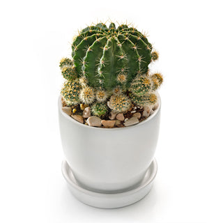 Cactus Echinopsis Calochlora