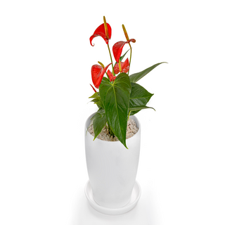 anthurium casanova Buy Anthurium Online – Indo American Hybrid Seeds