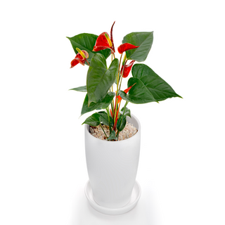 Anthurium