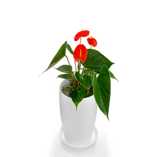 Anthurium