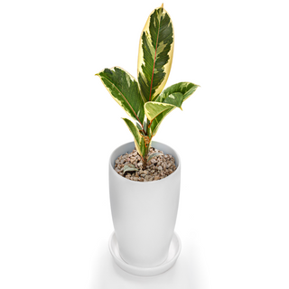 Ficus Elastica 'Tineke' (Variegated)