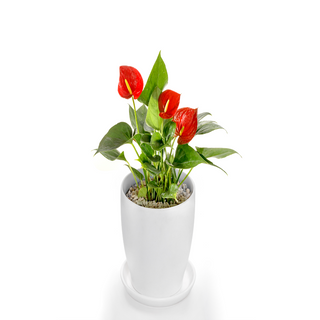 Anthurium