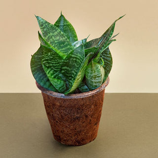 Sansevieria Hahnii In Coir Pot Gift