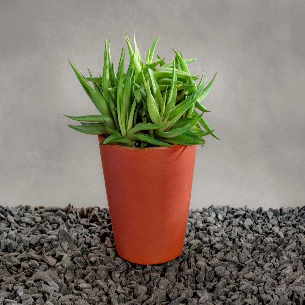 Buy Succulent Haworthia Limifolia In Terracotta Pot Gift Online – Indo ...