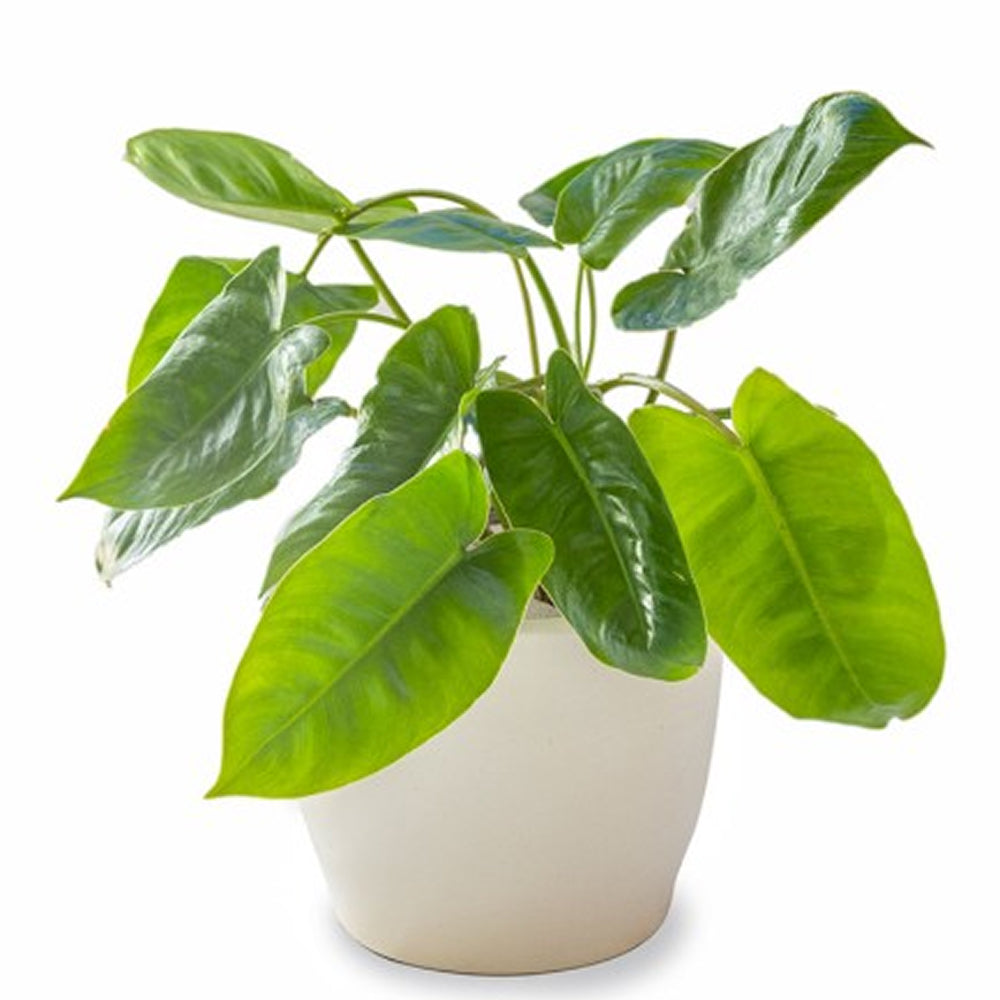philodendron kerala hybrid Buy Philodendron Kerala Hybrid Online – Indo American Hybrid Seeds