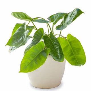 Philodendron Kerala Hybrid