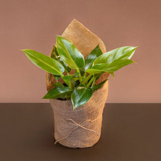 Philodendron With Gift Wrap