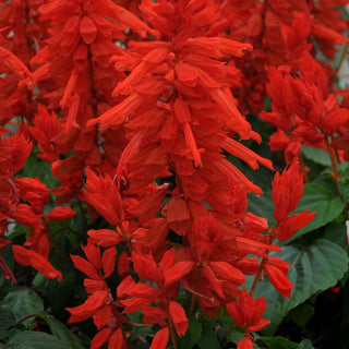 Salvia Vista Red