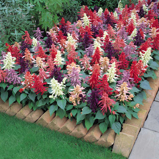 Salvia Vista Mix