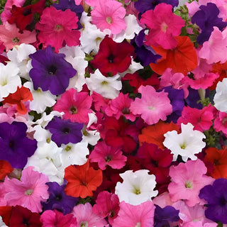 Petunia Supercascade Mix