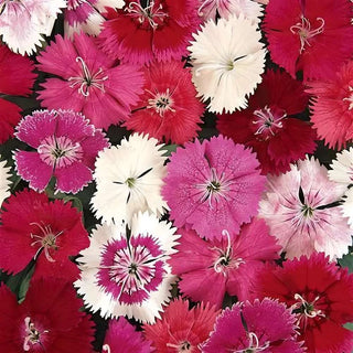 Dianthus Ideal Select Mix