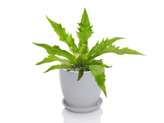 Asplenium Gioia