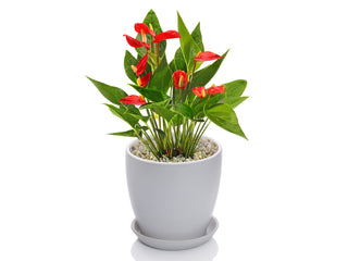 Anthurium Million Red