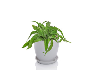 Asplenium Hurricane
