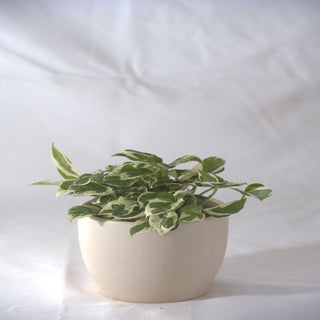 Epipremnum (Money Plant)