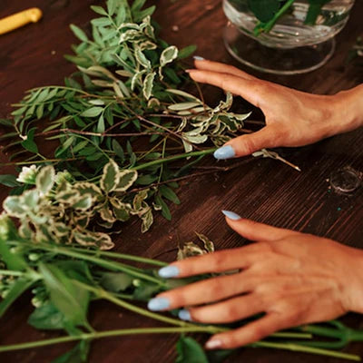 philodendron kerala hybrid Buy Philodendron Kerala Hybrid Online – Indo American Hybrid Seeds