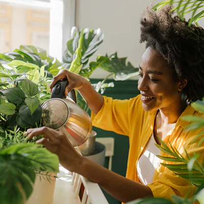 philodendron kerala hybrid Buy Philodendron Kerala Hybrid Online – Indo American Hybrid Seeds