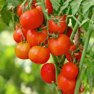 Tomato Indam 14301