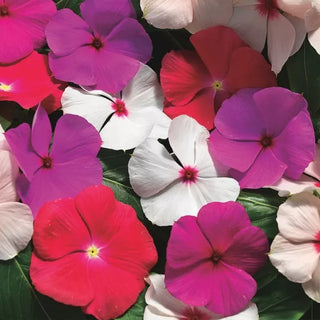 Catharanthus roseus - Cora Cascade Xdr Mix (Vinca)