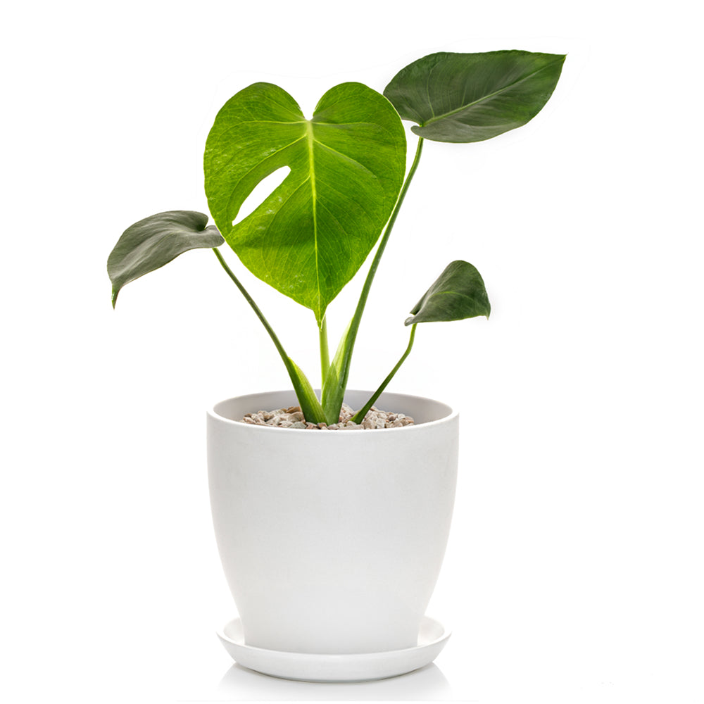 monstera deliciosa buy online india Buy Monstera Deliciosa Online – Indo American Hybrid Seeds