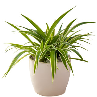 Chlorophytum (Spider Plant)