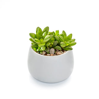 Succulent Haworthia Cymbiformis