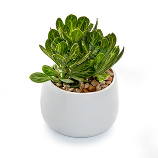 Succulent Senecio obovatus