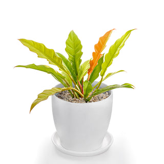 Philodendron Golden Saw