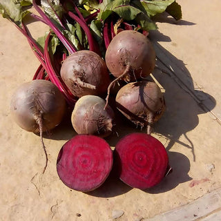 Beetroot Ruby Queen