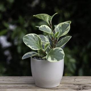 Peperomia Obtusifolia variegated