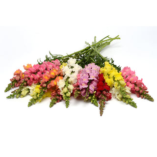 Snapdragon Rocket Mix