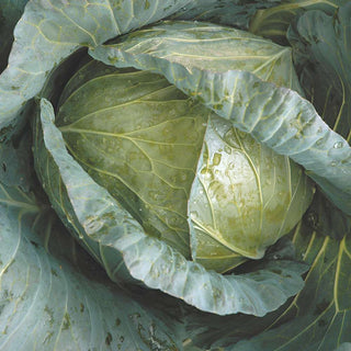 Cabbage Indam Krishna