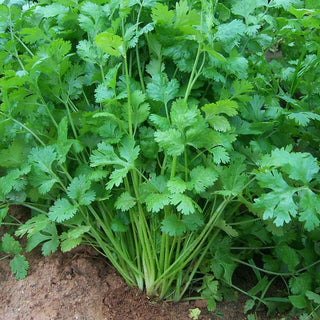 Coriander Indam Multicut