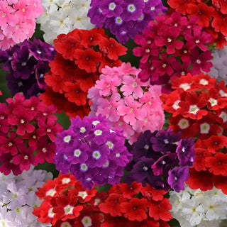 Verbena Quartz XP Mix