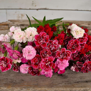 Dianthus Dynasty Mix