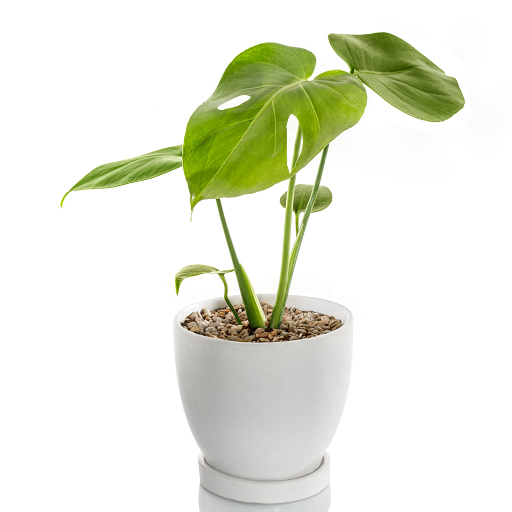 monstera plant india Buy Monstera Deliciosa Online – Indo American Hybrid Seeds
