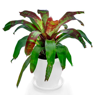 Bromeliad