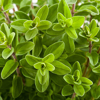 Marjoram