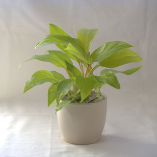 Philodendron Ceylon