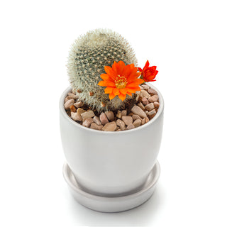 Cactus Rebutia Fiebrigii