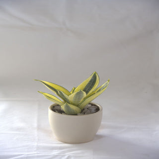 Sansevieria Golden Hahnii (Snake Plant)