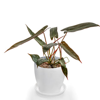 Philodendron Atabapoense