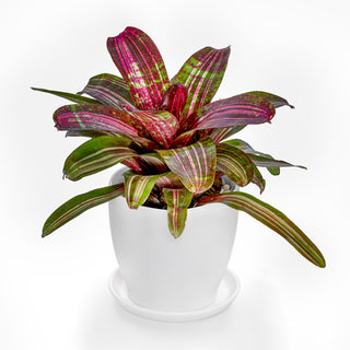 Bromeliad