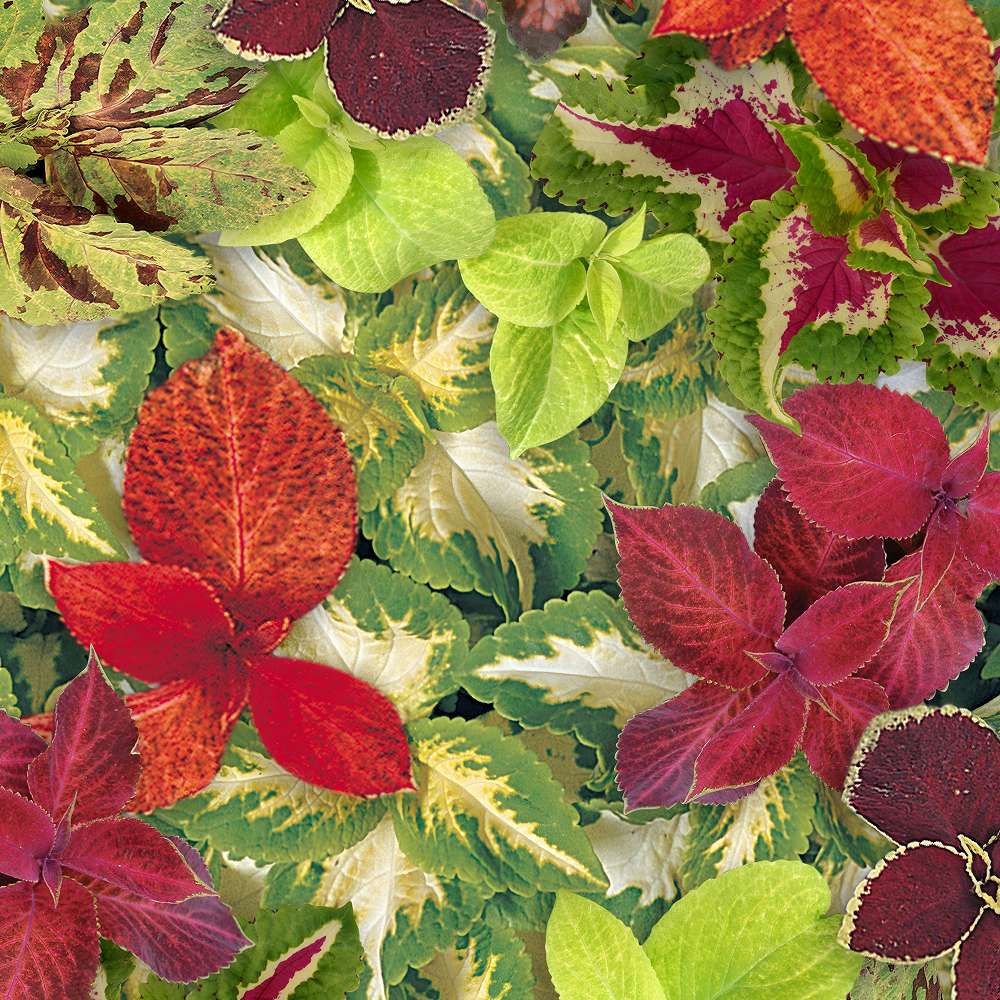 Buy Coleus Wizard Mix Online – Indo American Hybrid Seeds