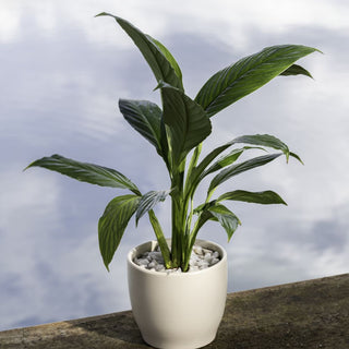 Spathiphyllum Mini White