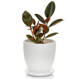 Ficus Robusta Elastica