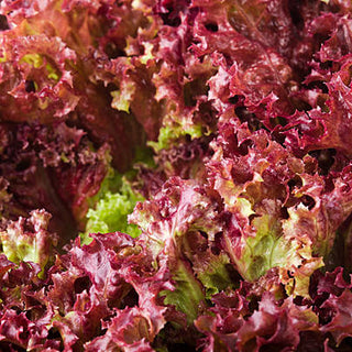 Lettuce Lollo Rosso