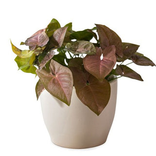 Syngonium Neon Red
